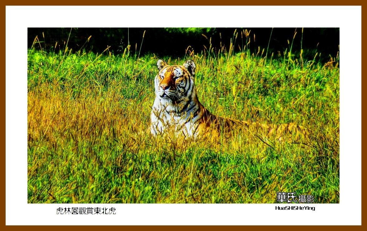 2022东部边境行068——虎林园观赏东北虎之一（黑龙江省牡丹江市海林）