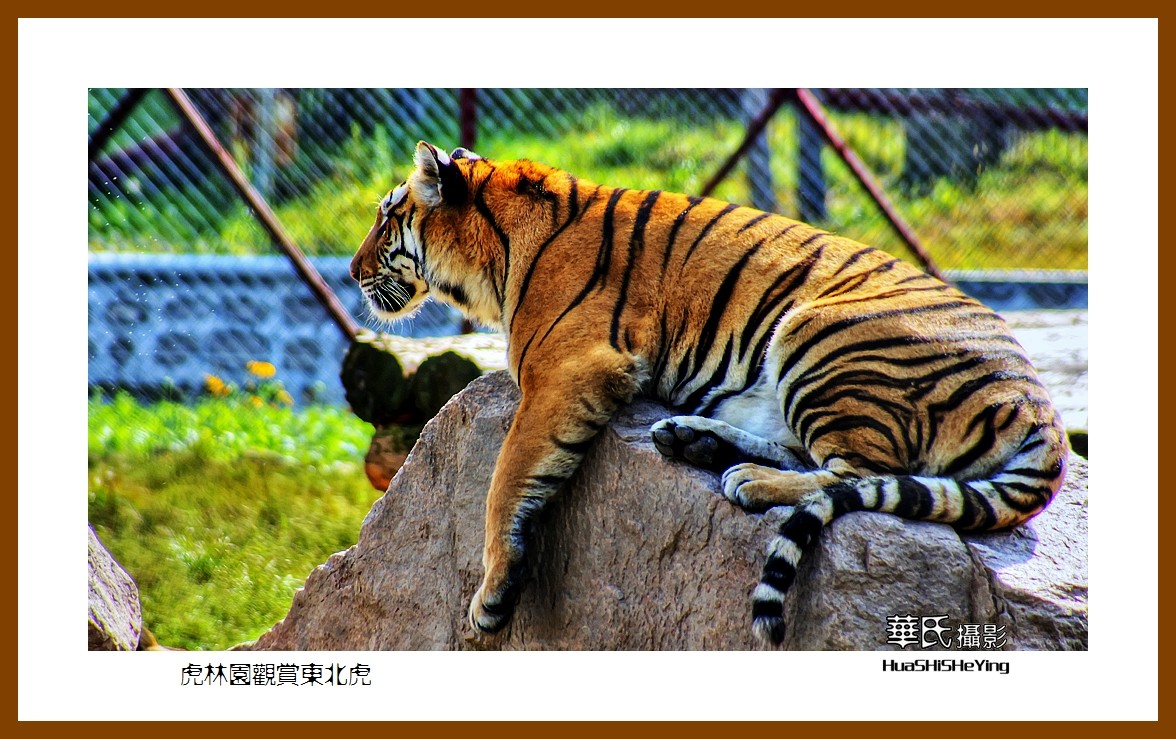 2022东部边境行068——虎林园观赏东北虎之一（黑龙江省牡丹江市海林）