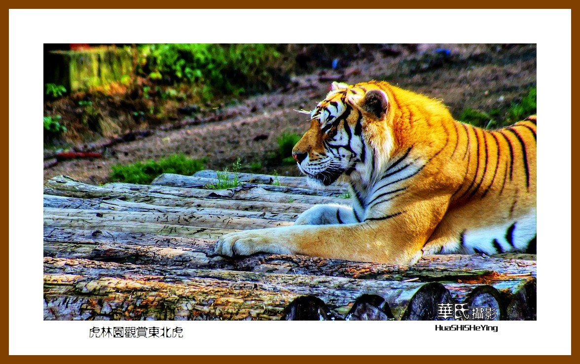 2022东部边境行068——虎林园观赏东北虎之一（黑龙江省牡丹江市海林）