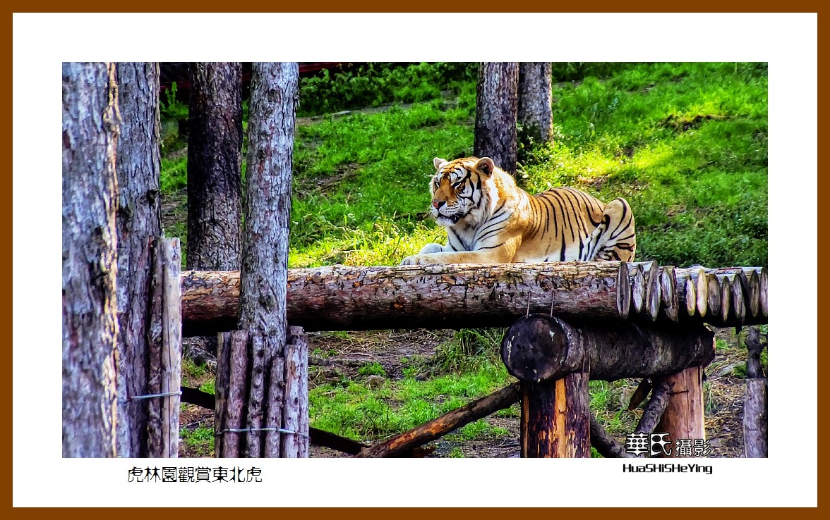2022东部边境行068——虎林园观赏东北虎之一（黑龙江省牡丹江市海林）