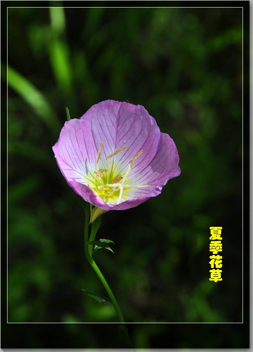 夏天有什么花草 ChMkLGaI-qiIbOaKAAH2OlpVUUsAAgNwQLDBk8AAfZS899.jpg