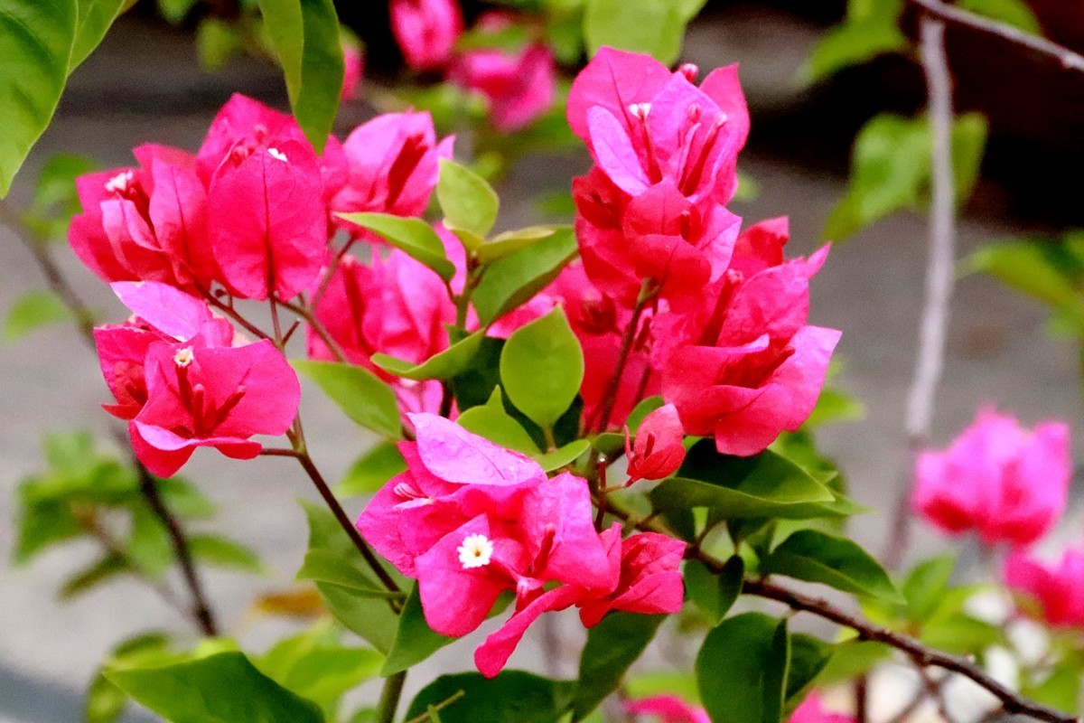 欢庆国庆，游乐园漫游(六)