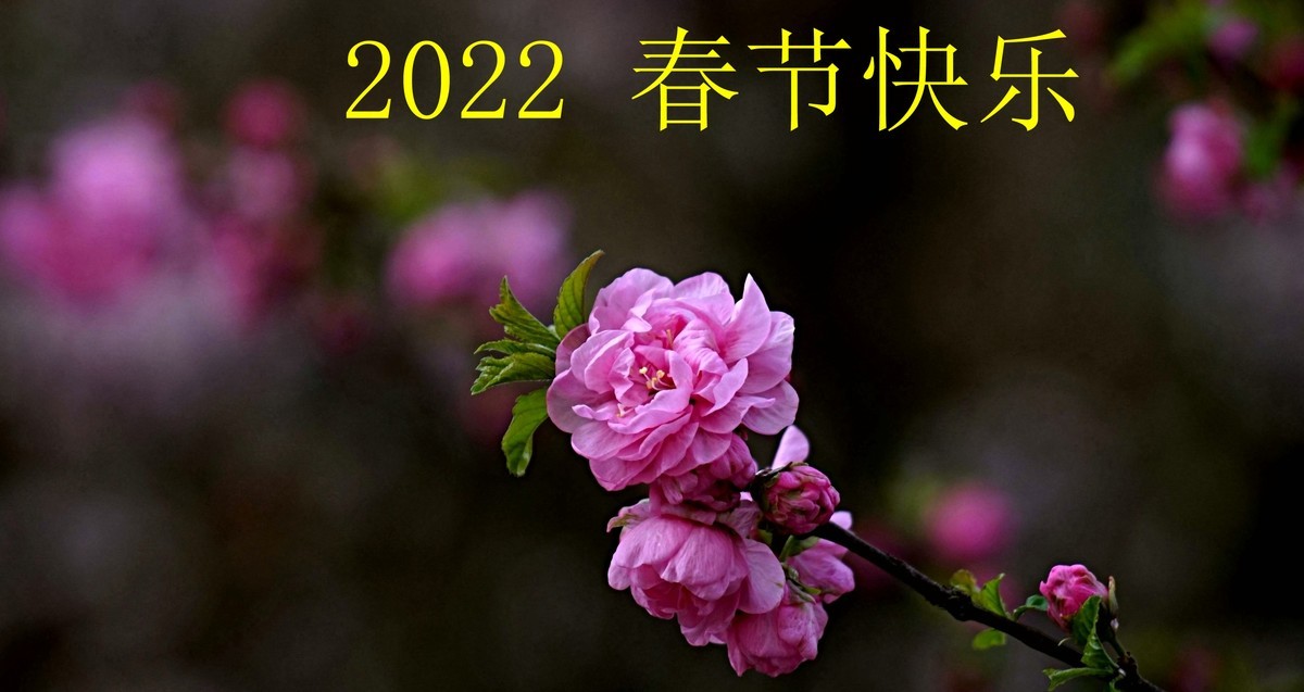 整理了一组梅花图，祝福版主和各位老师2022虎年快乐