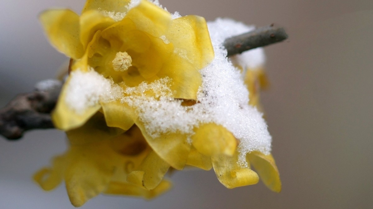 整理了一组梅花图，祝福版主和各位老师2022虎年快乐