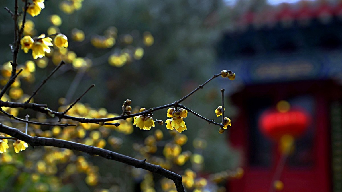 整理了一组梅花图，祝福版主和各位老师2022虎年快乐