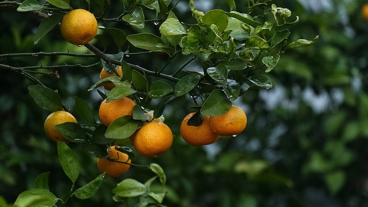 雨中柑橘