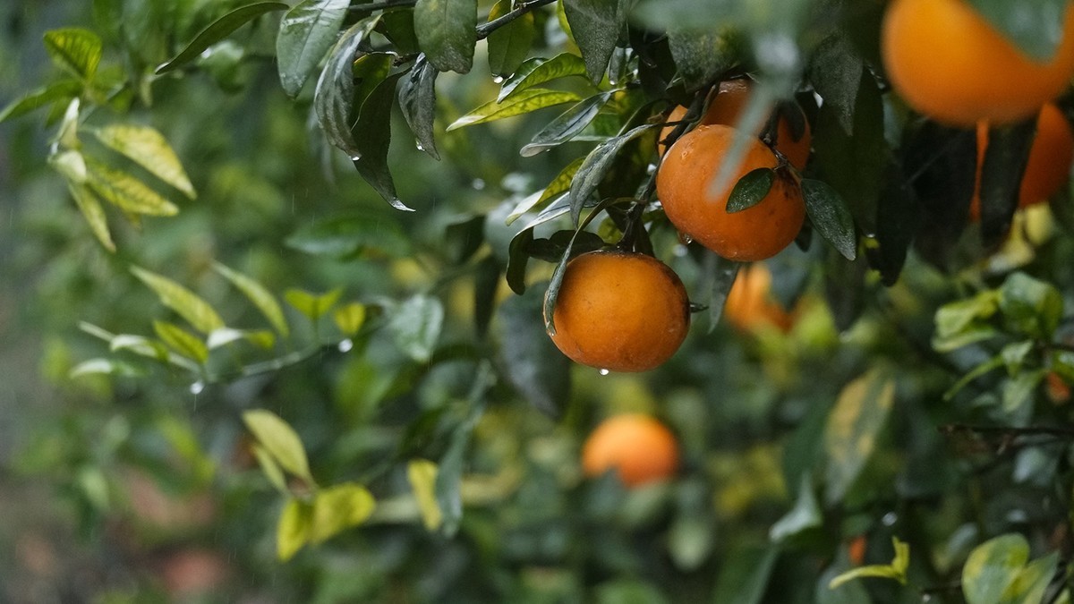 雨中柑橘