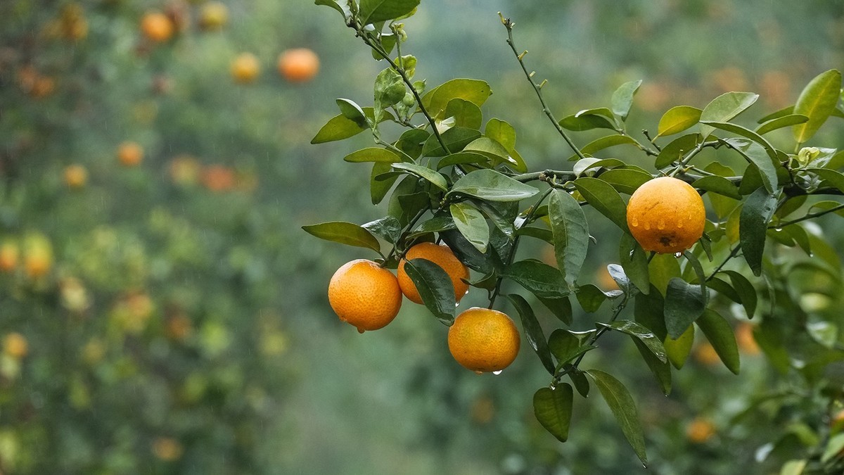 雨中柑橘