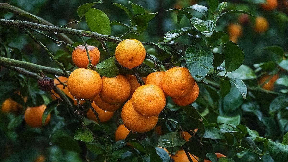 雨中柑橘