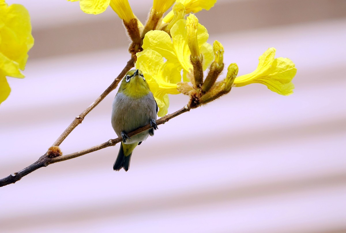 风鈴花上的绣眼 (四)