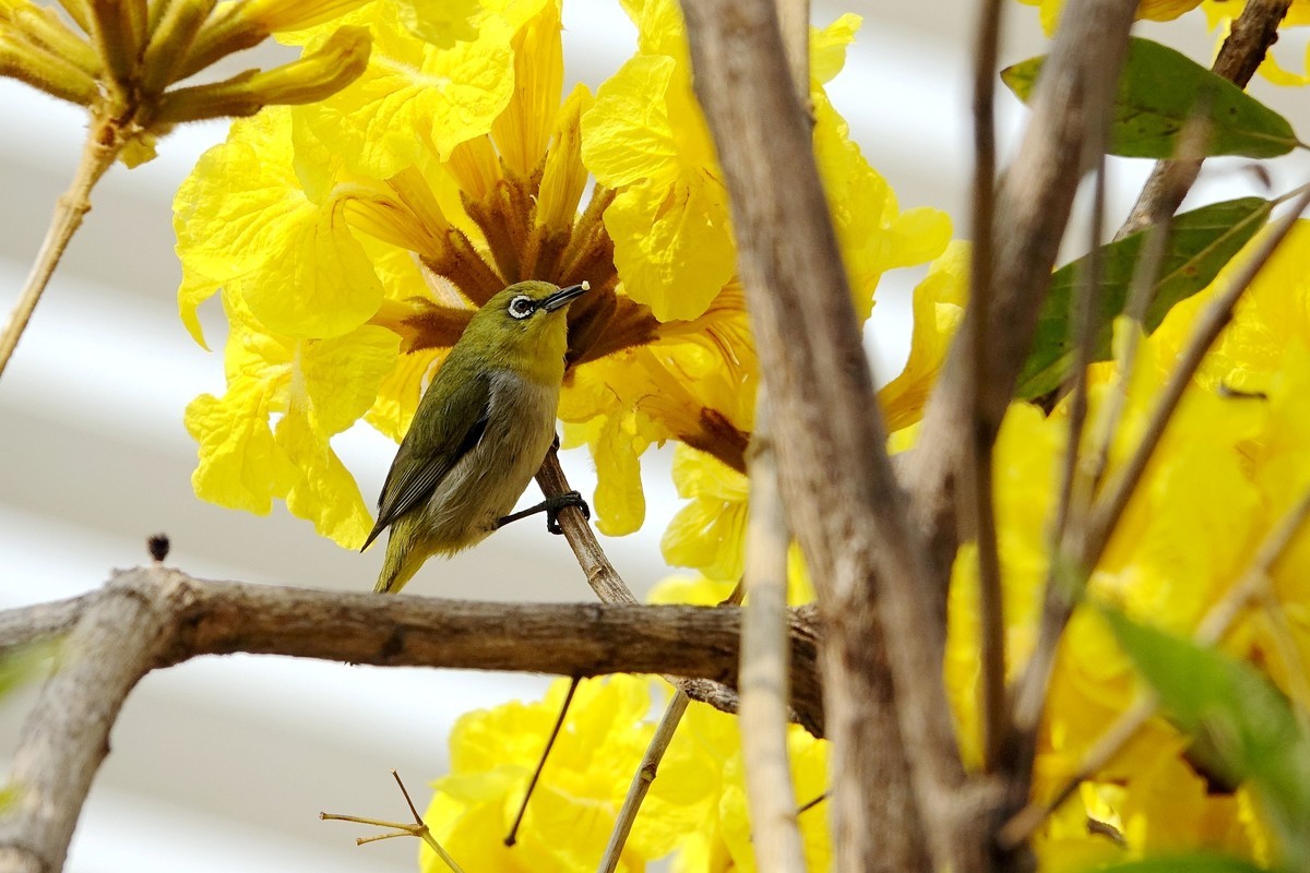 风鈴花上的绣眼 (四)