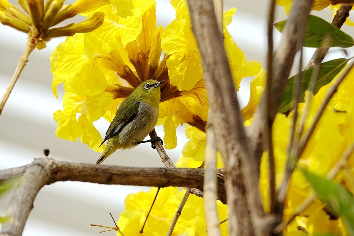 风鈴花上的绣眼 (四)
