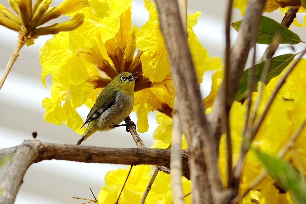 风鈴花上的绣眼 (四)