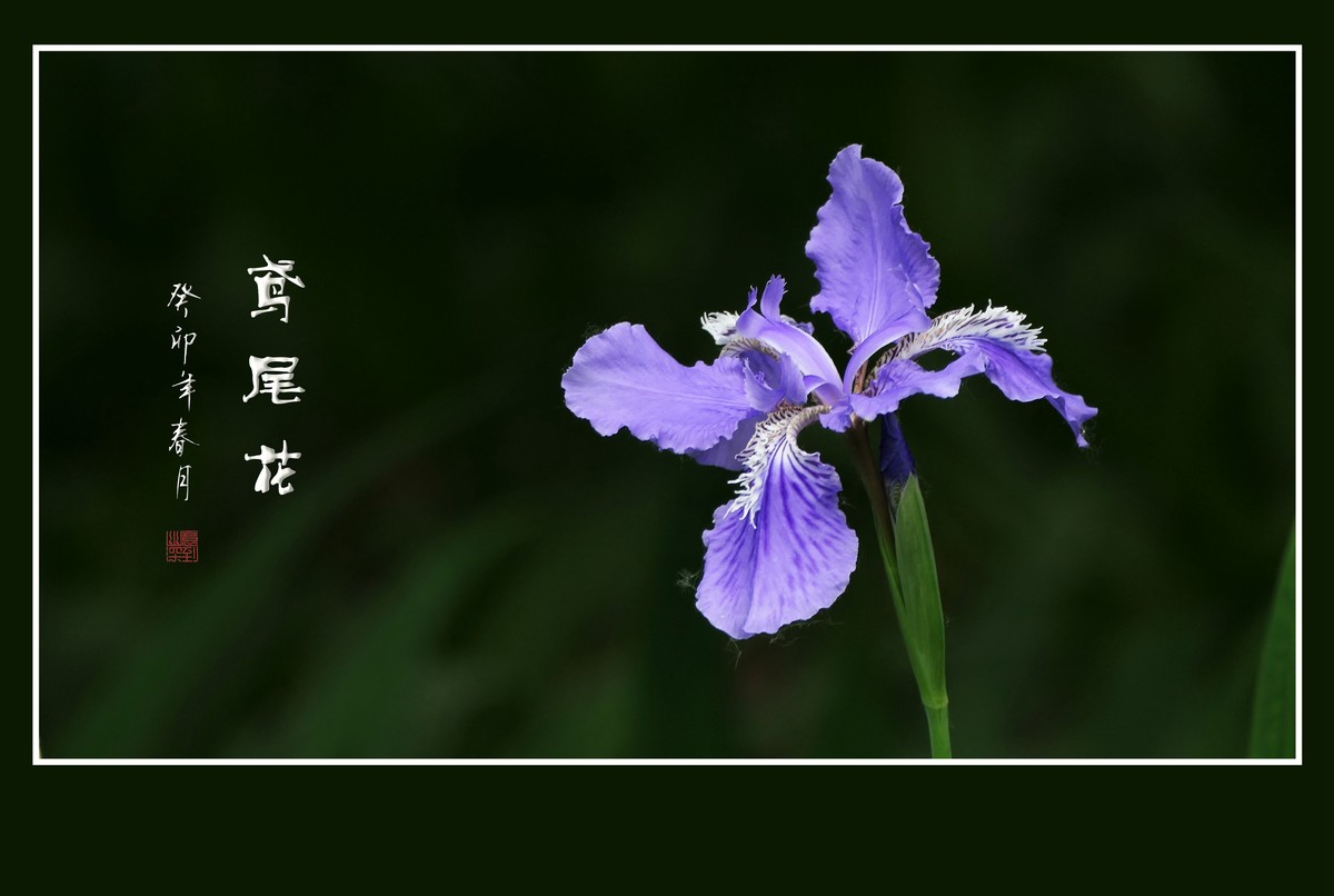 如同紫蝶草上舞的鸢尾花