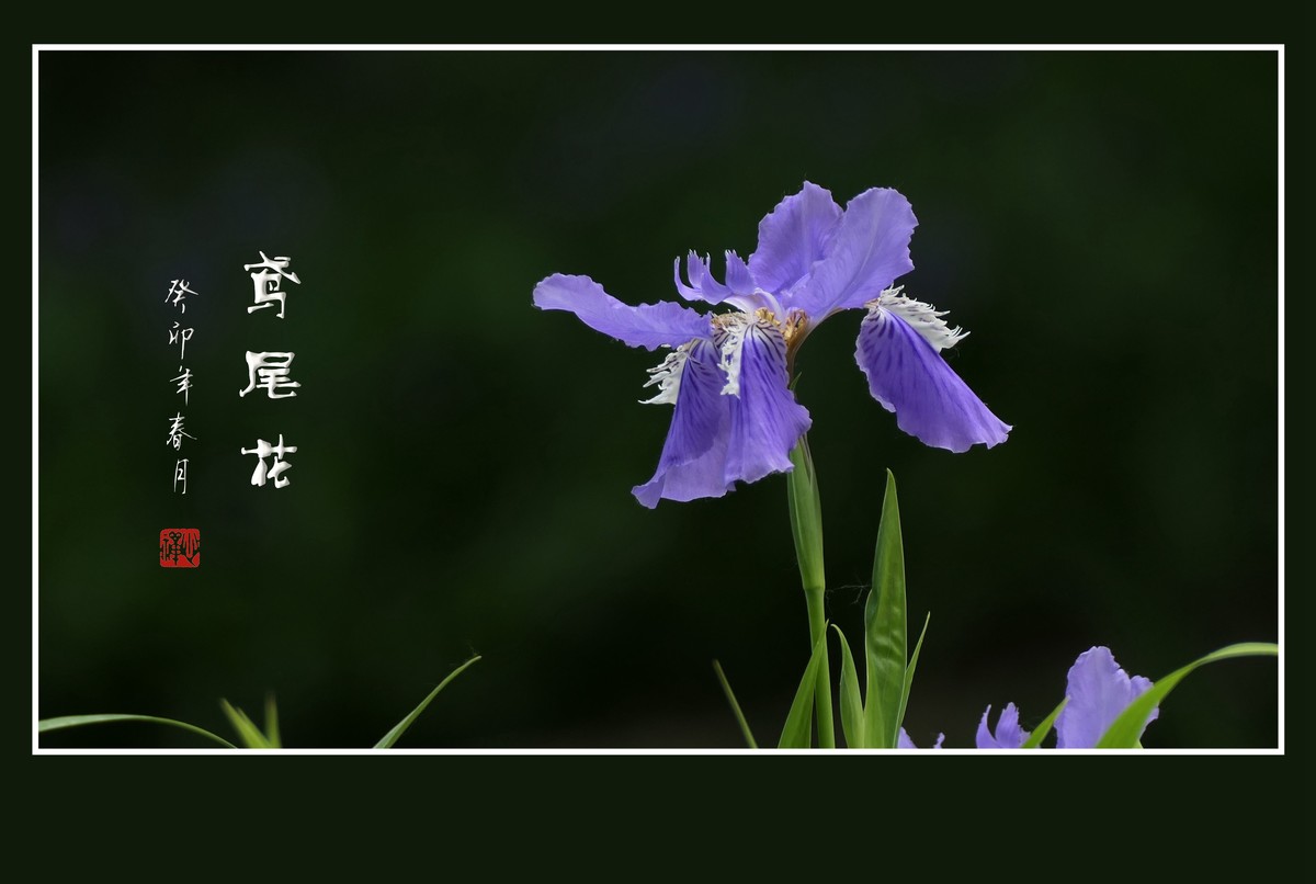 如同紫蝶草上舞的鸢尾花