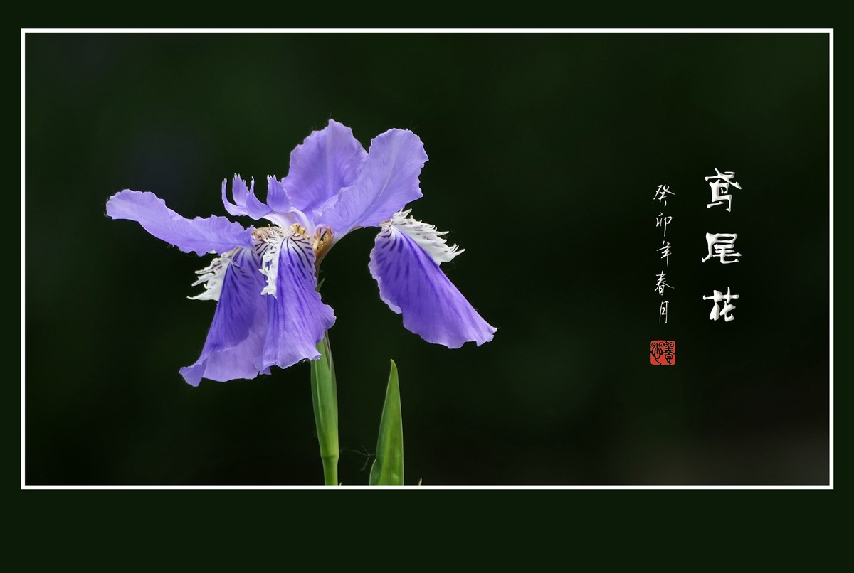 如同紫蝶草上舞的鸢尾花