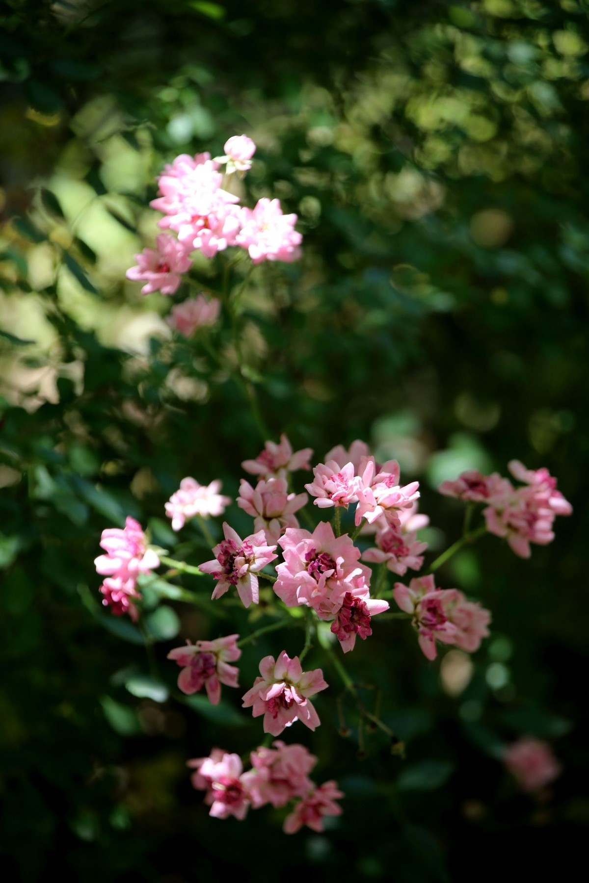 试拍小花
