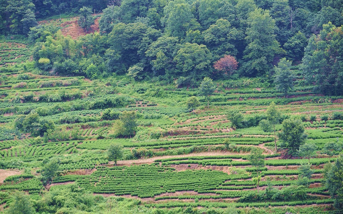 山间绿茶园