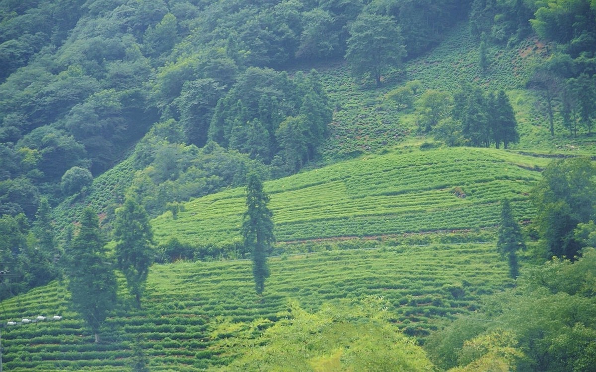 山间绿茶园
