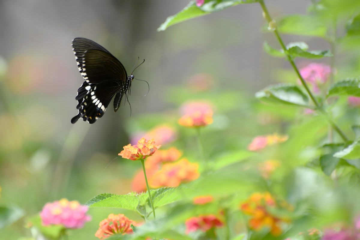 蜂飞蝶舞花正艳