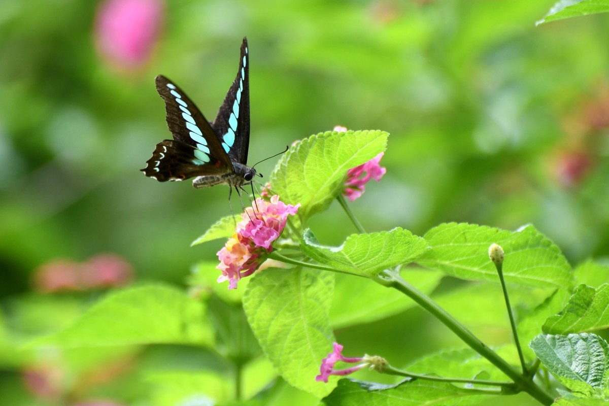 蜂飞蝶舞花正艳