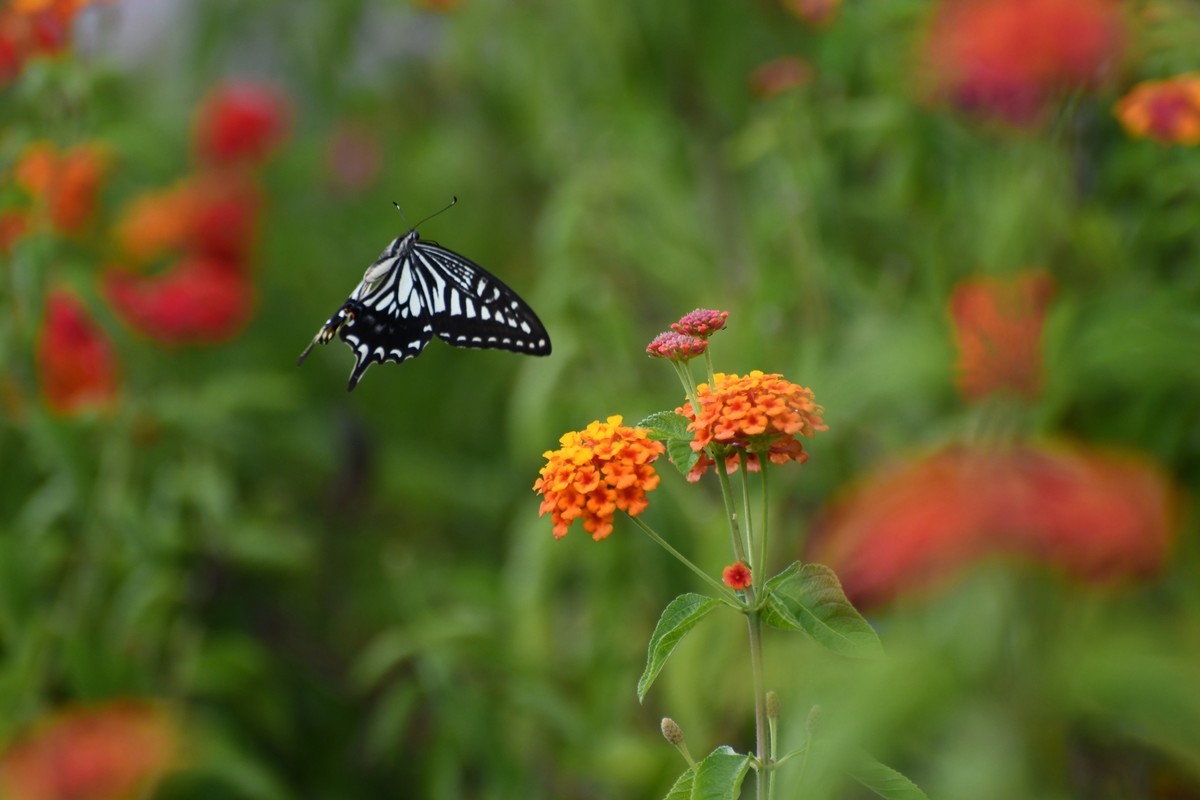 蜂飞蝶舞花正艳