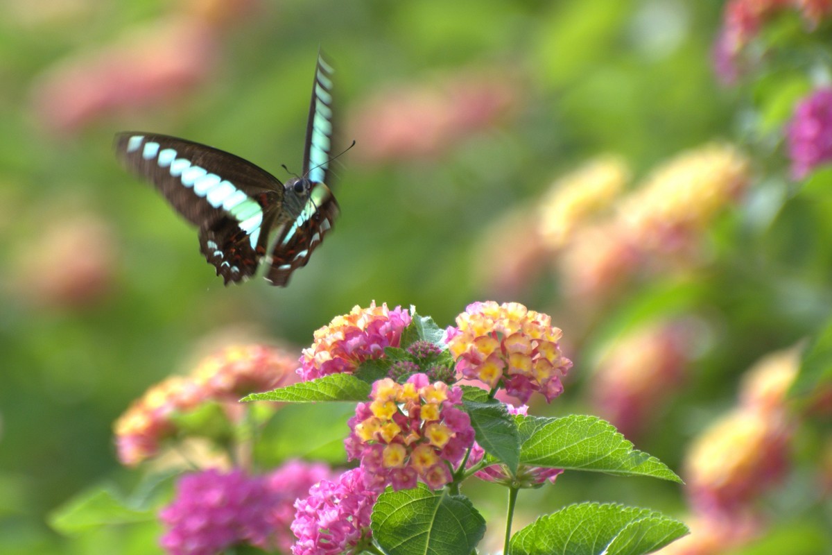 蜂飞蝶舞花正艳