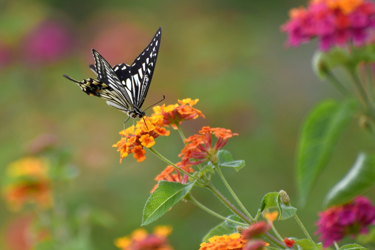 蜂飞蝶舞花正艳