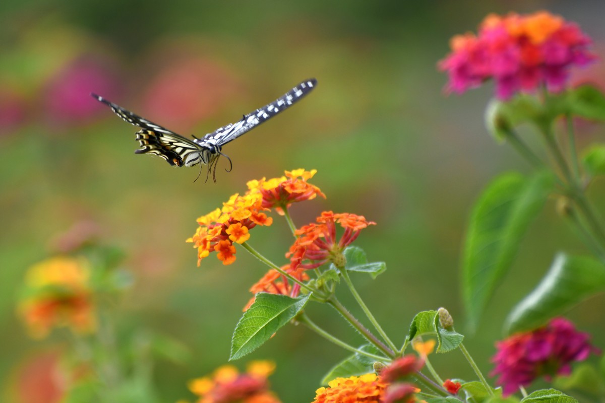 蜂飞蝶舞花正艳