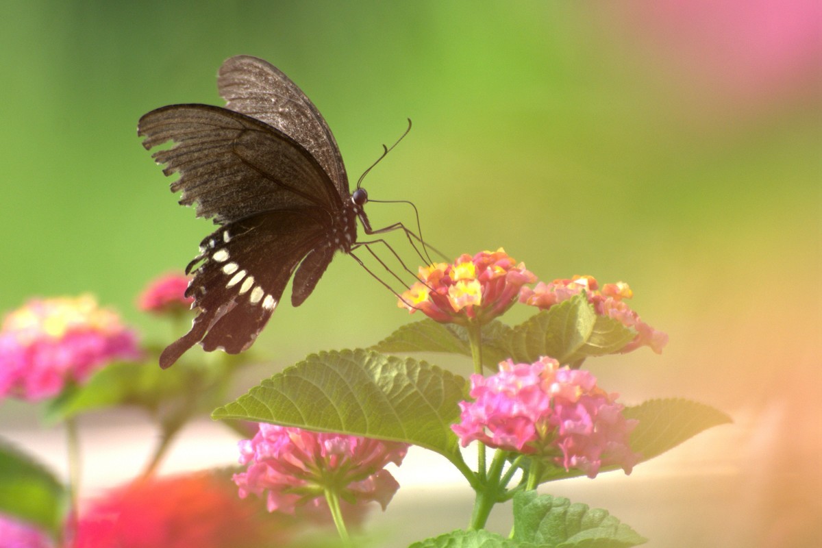蜂飞蝶舞花正艳