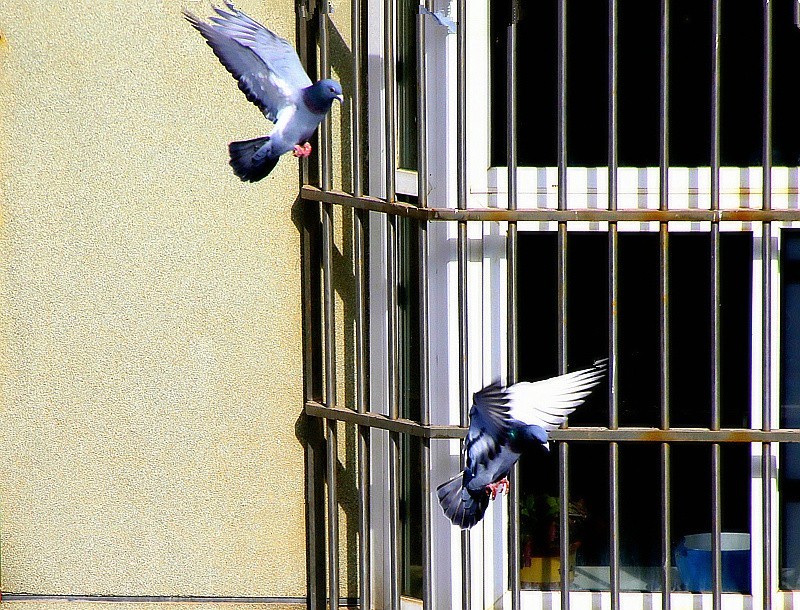 《不老松：纪实摄影》2024.2.22大雪后的第三天抓拍。人有百态，鴿有千姿！ (8)