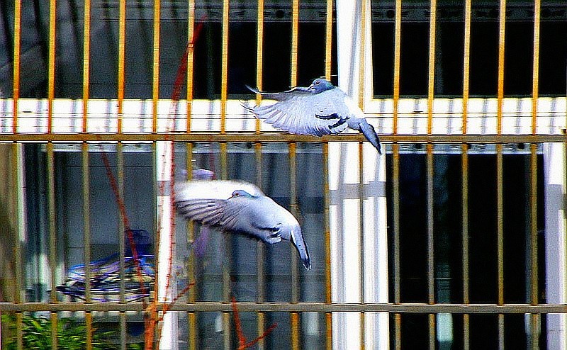 《不老松：纪实摄影》2024.2.22大雪后的第三天抓拍。人有百态，鴿有千姿！ (8)