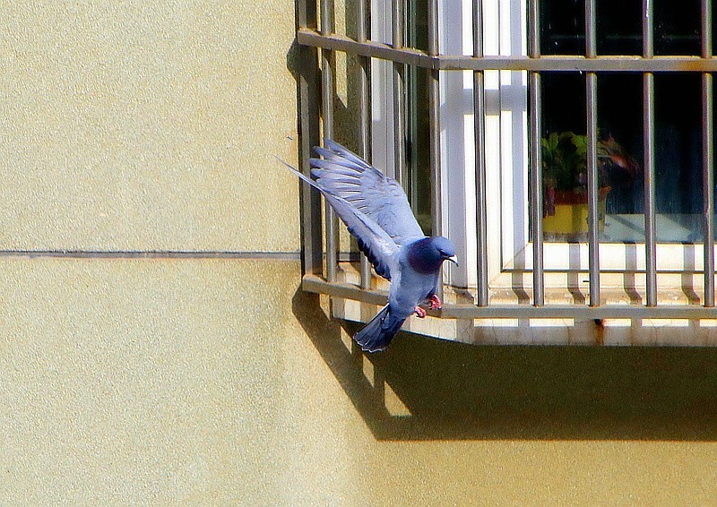 《不老松：纪实摄影》2024.2.22大雪后的第三天抓拍。人有百态，鴿有千姿！ (8)