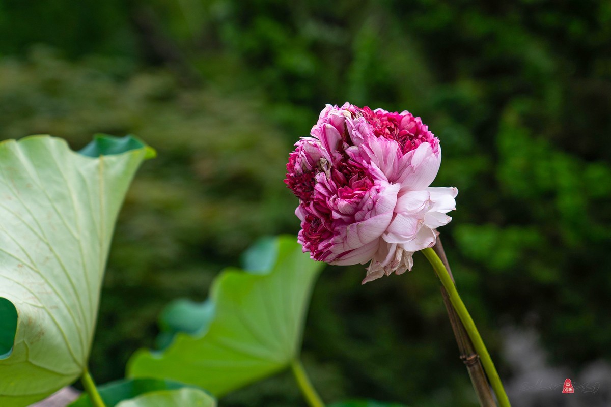 昆山亭林园  稀世珍口  《并蒂莲》