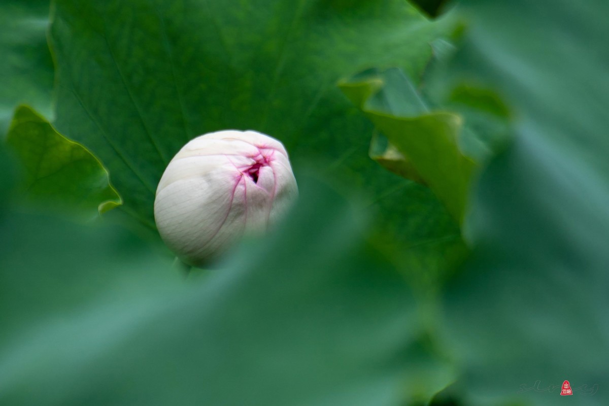昆山亭林园  稀世珍口  《并蒂莲》
