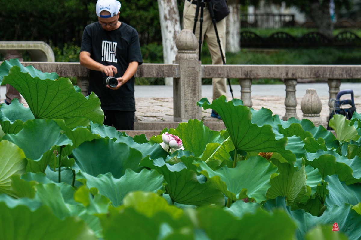 昆山亭林园  稀世珍口  《并蒂莲》