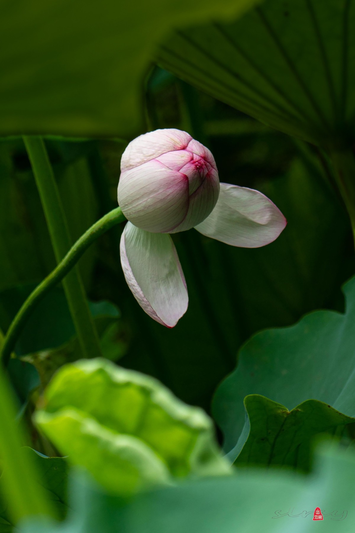 昆山亭林园  稀世珍口  《并蒂莲》