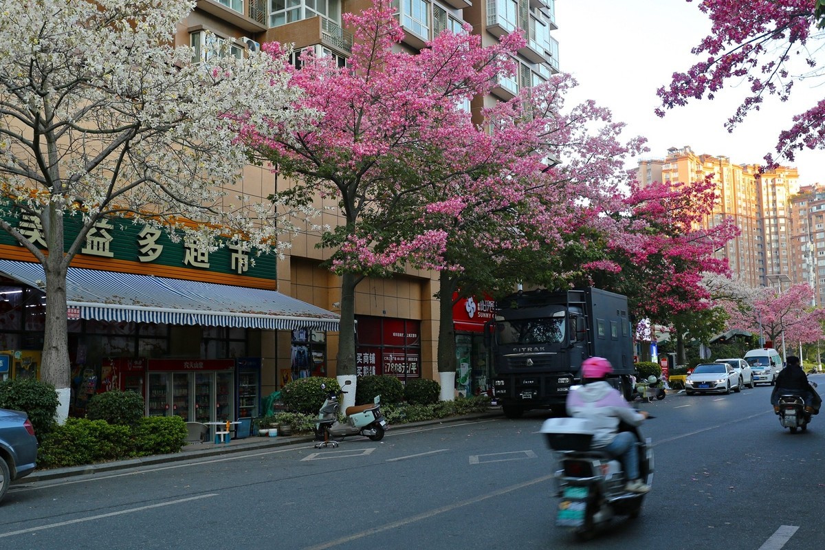 12月底还开满春花的城市——攀枝花市