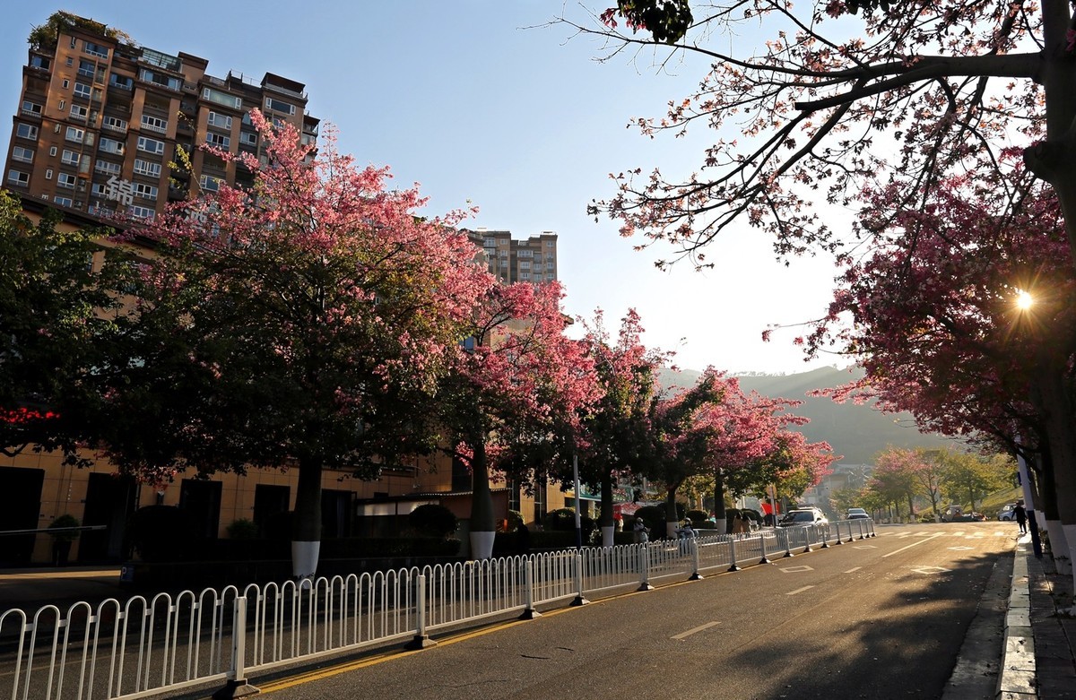 12月底还开满春花的城市——攀枝花市
