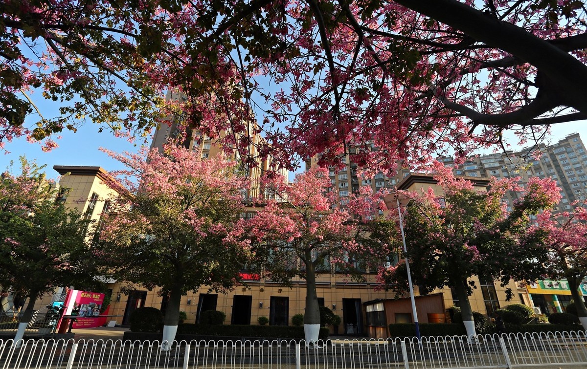 12月底还开满春花的城市——攀枝花市