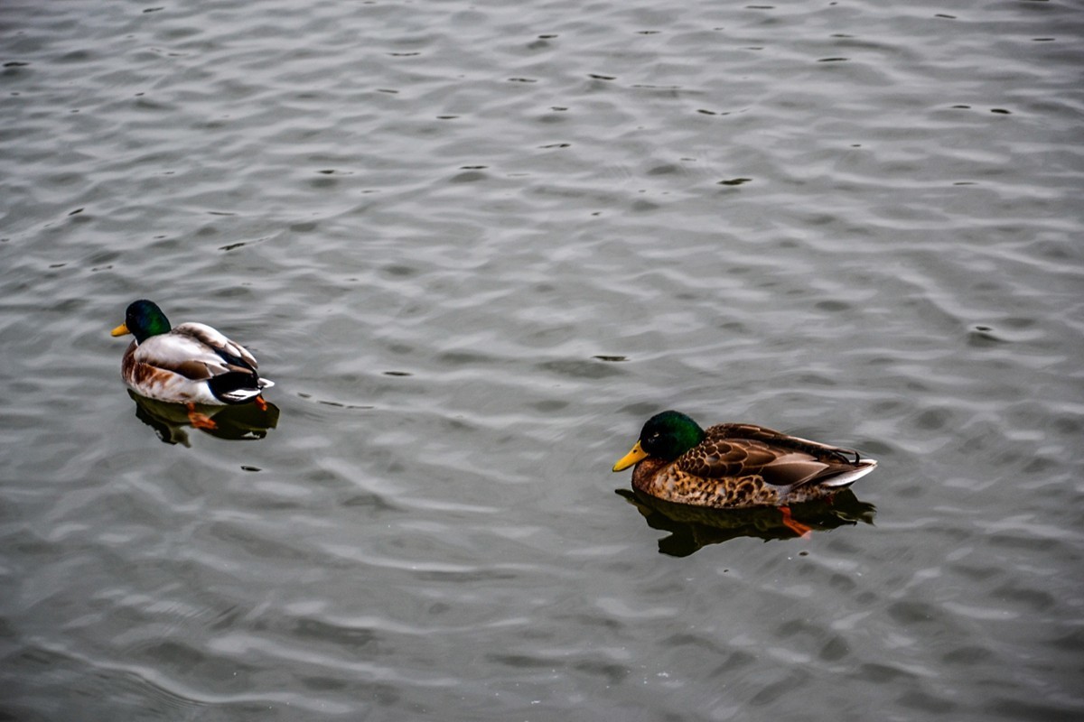 法国巴黎之——“枫丹白露宫”
