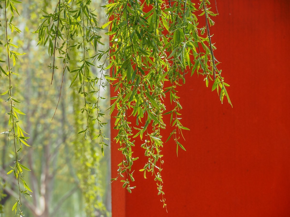 京南凉水河（水车，风力发电机，枫树花，黄蔷薇等）