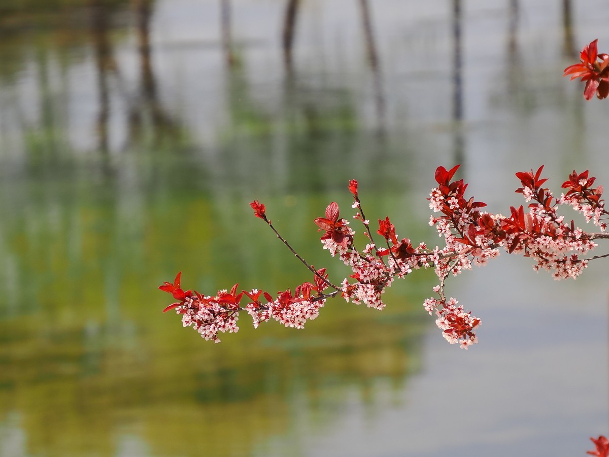 京南凉水河（水车，风力发电机，枫树花，黄蔷薇等）