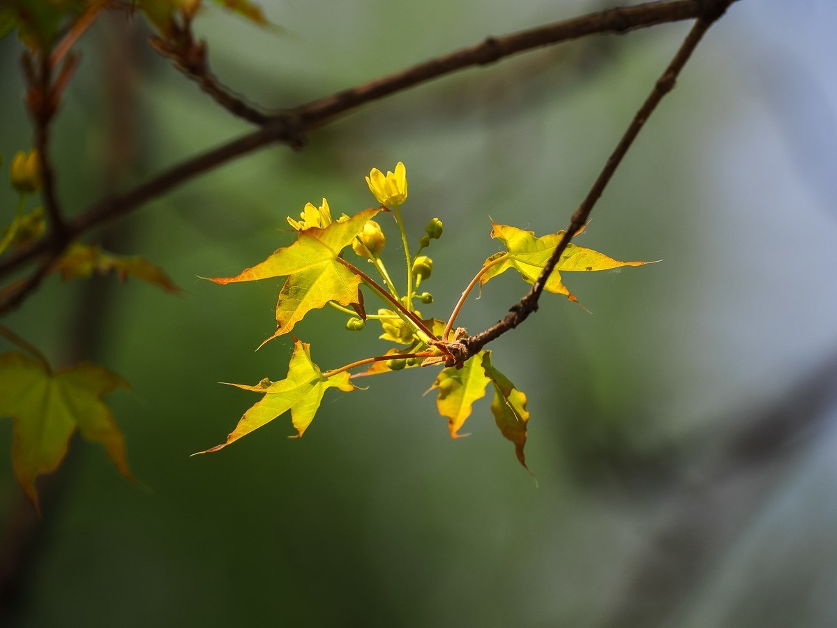 京南凉水河（水车，风力发电机，枫树花，黄蔷薇等）