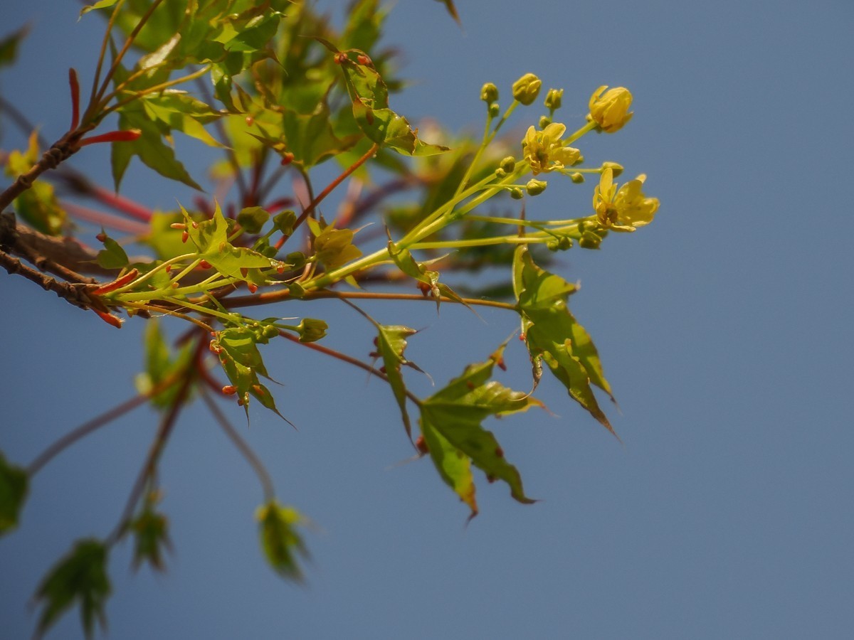京南凉水河（水车，风力发电机，枫树花，黄蔷薇等）