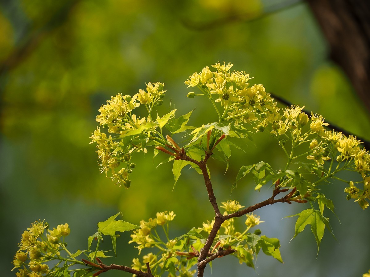 京南凉水河（水车，风力发电机，枫树花，黄蔷薇等）