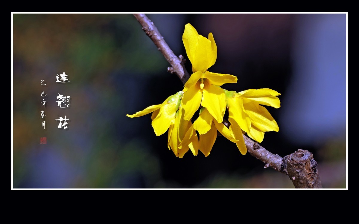 金灿灿的连翘花