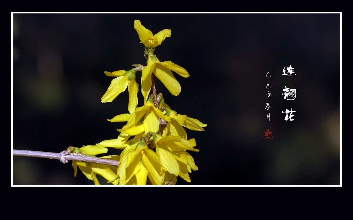 金灿灿的连翘花