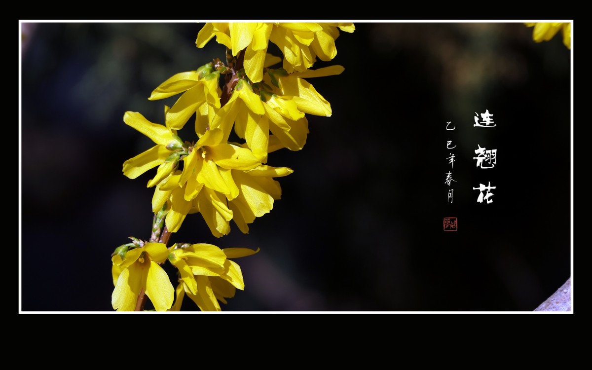 金灿灿的连翘花