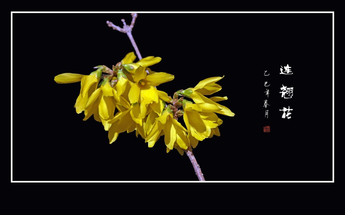 金灿灿的连翘花